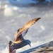 Herring Gull Fishing by rminer