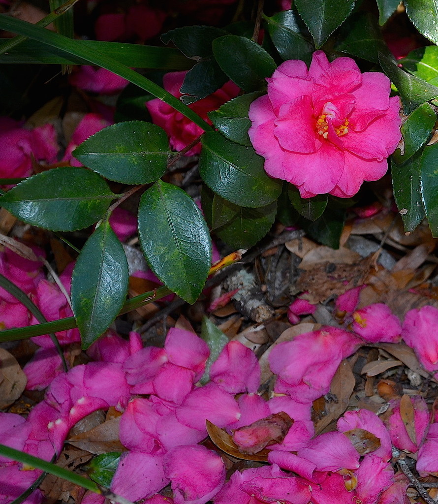 Camellias by congaree