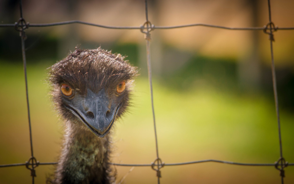 Uncooperative emu by jodies