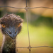 Uncooperative emu by jodies