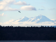 19th Dec 2016 - Seattle Seagull