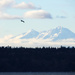 Seattle Seagull by seattlite