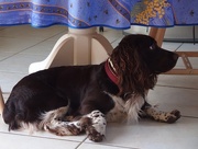 12th Jun 2019 - Jasper strategically positioned whilst Mrs L cooks sausages