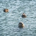 Seals Enjoying the Sun by jgpittenger