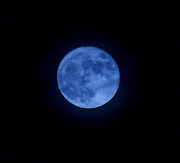 16th Dec 2016 - Blue Moon ( Filler )