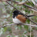 Cold Towhee by cjwhite