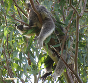 16th Dec 2016 - rock-a-bye koala baby