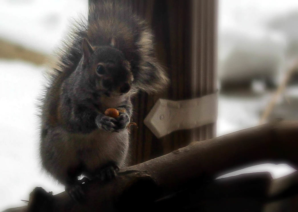 Squirrel on my patio. by mittens