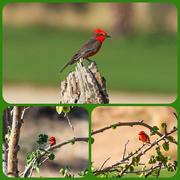 18th Dec 2016 - Cabo Red Bird Collage 
