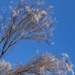 White tree by gosia