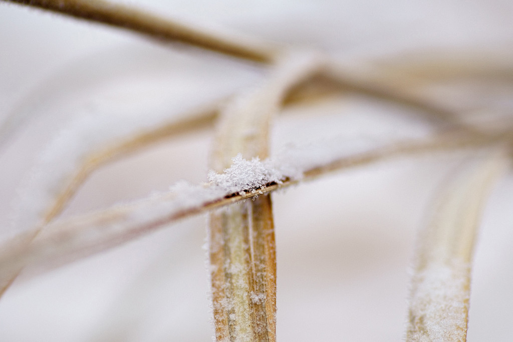 Frost, Snow and Grasses  by tosee