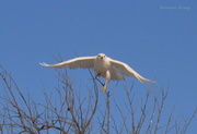 19th Dec 2016 -  The Uncommon Leucistic Red-Tailed Hawk!