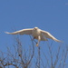  The Uncommon Leucistic Red-Tailed Hawk! by kareenking