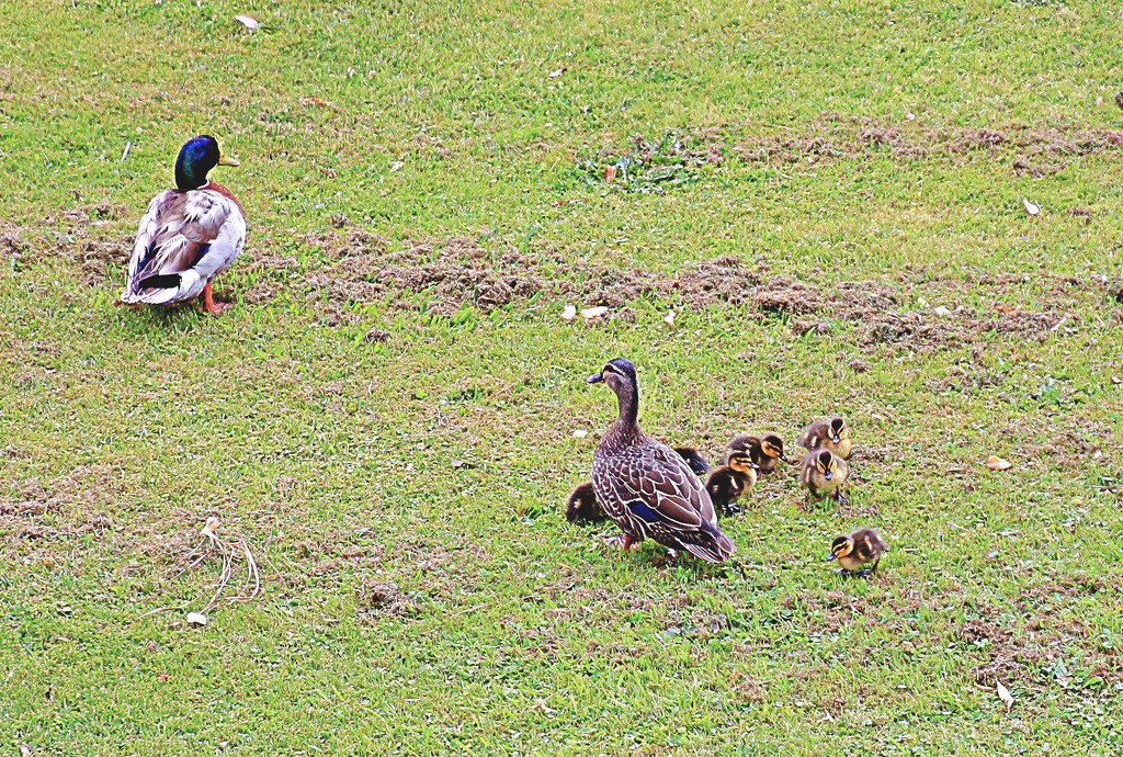 Duck family by kiwinanna