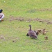 Duck family by kiwinanna