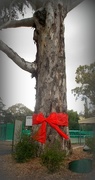 13th Dec 2016 - Aussie Christmas Tree
