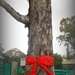 Aussie Christmas Tree by cruiser