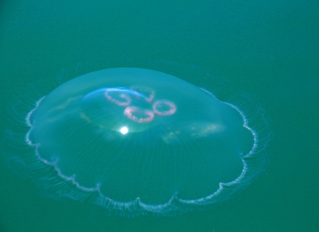 Sunstruck Jellyfish  by kiwinanna