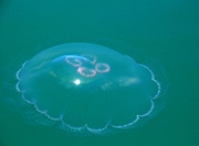 20th Dec 2016 - Sunstruck Jellyfish 