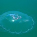 Sunstruck Jellyfish  by kiwinanna