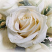 ~Roses for Jayne~ by crowfan