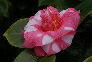 20th Dec 2016 - camellia blossom