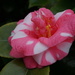 camellia blossom by quietpurplehaze