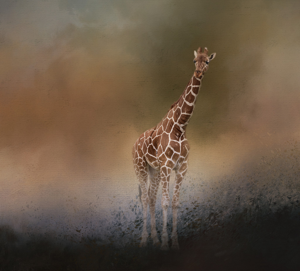 Giraffe for textures by jgpittenger