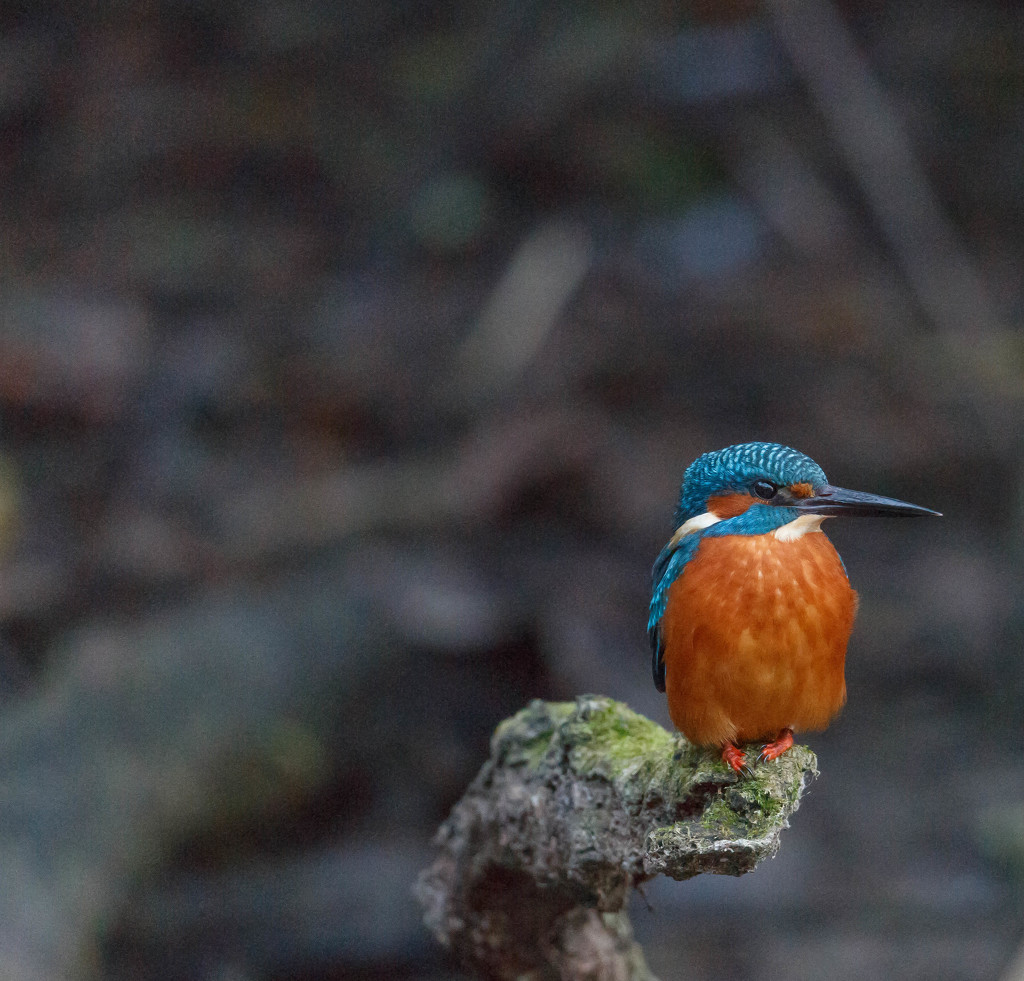 Kingfisher-looking out of shot by padlock