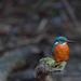 Kingfisher-looking out of shot by padlock