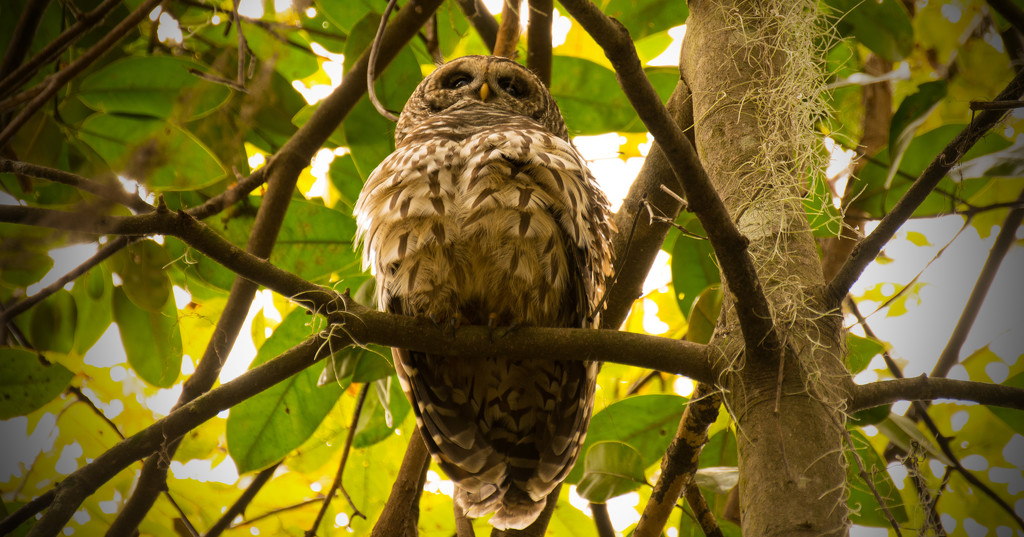 Fluffed Barred Owl! by rickster549