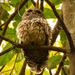 Fluffed Barred Owl! by rickster549
