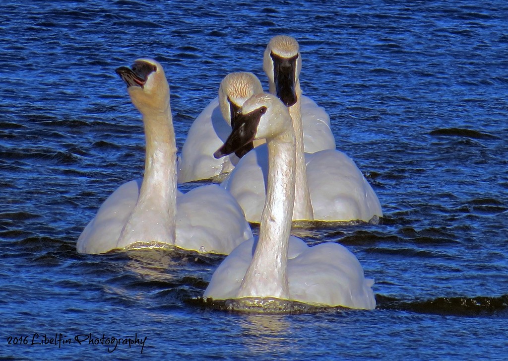 Trumpeter or Tundra Swan???? by kathyo