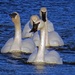 Trumpeter or Tundra Swan???? by kathyo