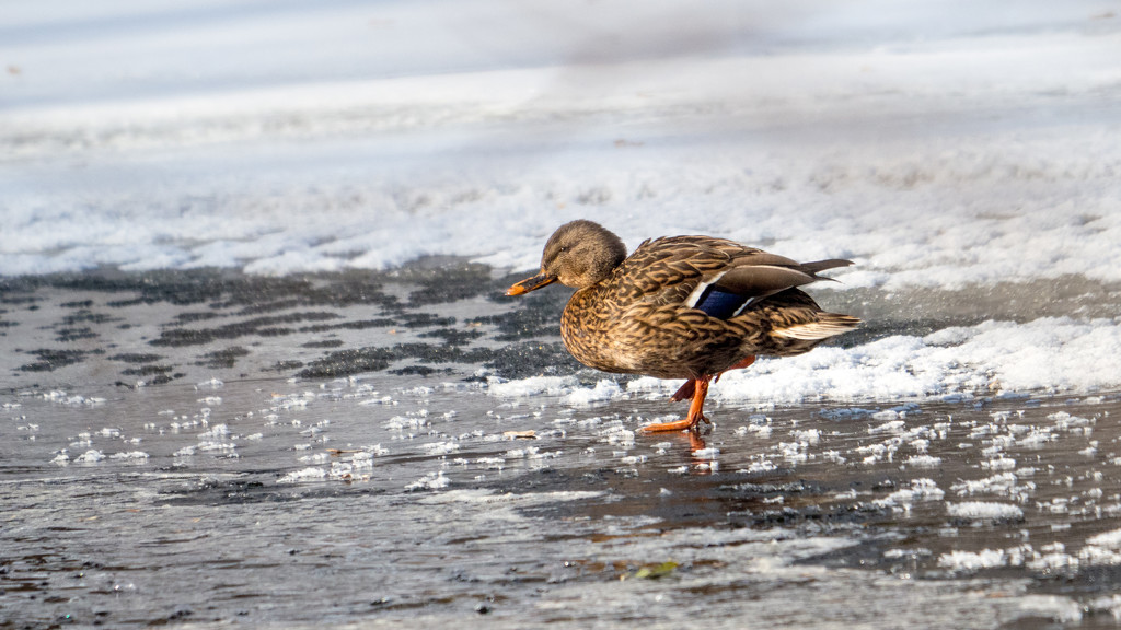 Mallard walking on Ice by rminer