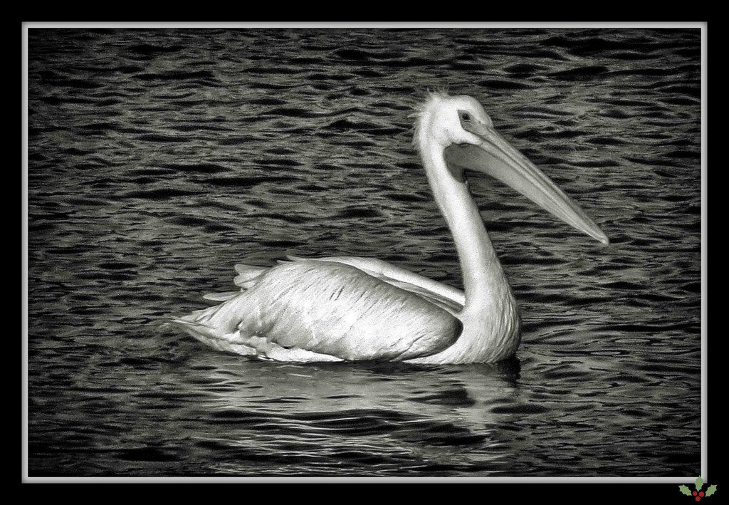 King of the River by milaniet