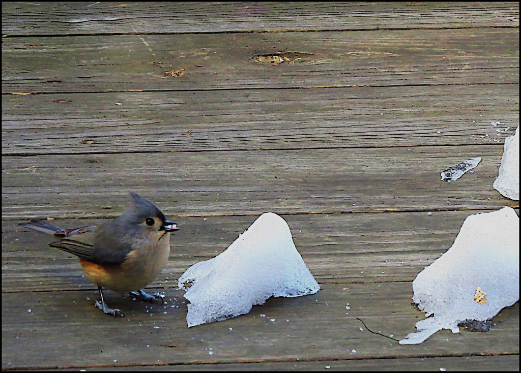 Ice Chips by olivetreeann