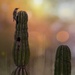 Bird on a Cactus Arm, or "Ouch!" by taffy