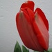 lone red tulip by quietpurplehaze