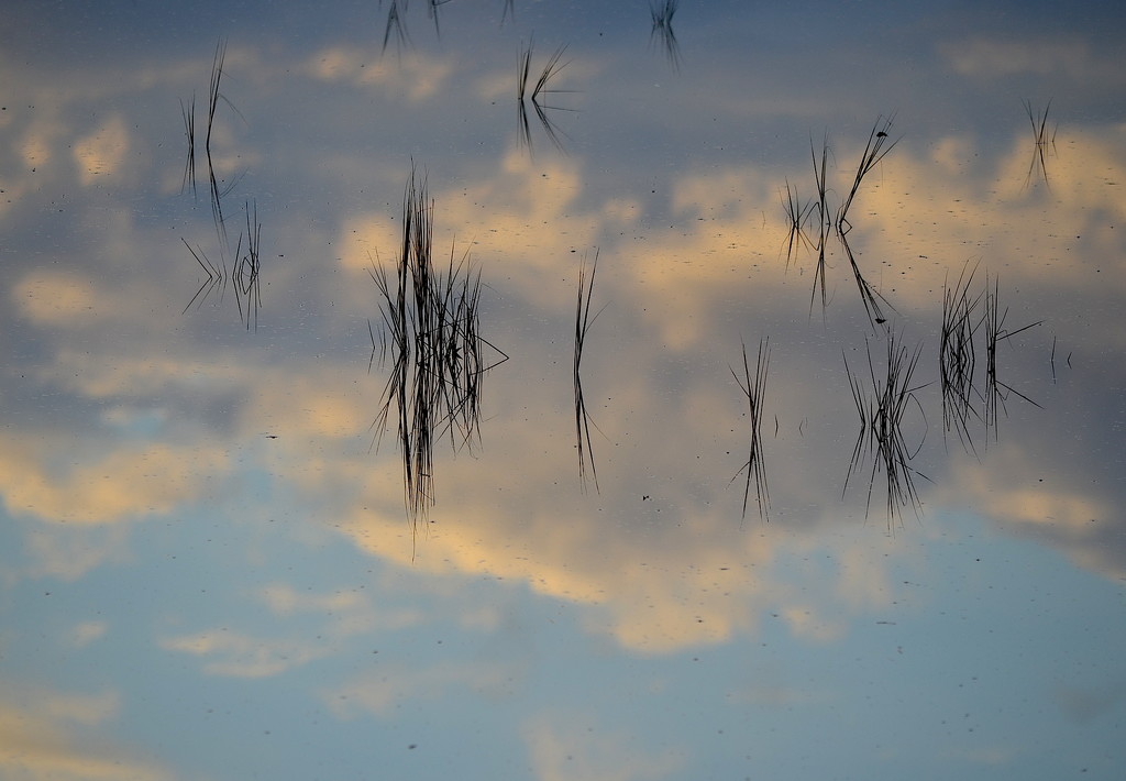 Reflections in the marsh by congaree
