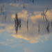 Reflections in the marsh by congaree
