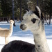 The Alpaca Farm by sunnygreenwood