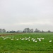Swan gatherings by julienne1