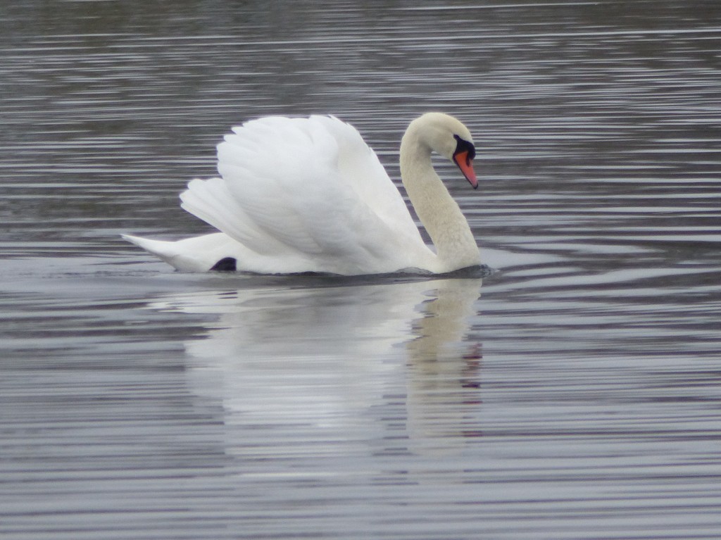 Beautiful Swan by susiemc