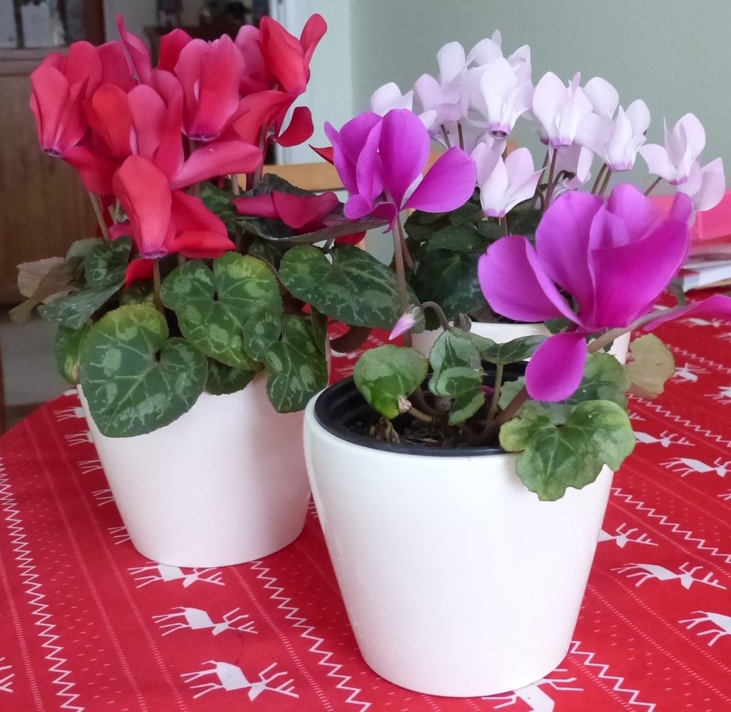 Cyclamen by foxes37