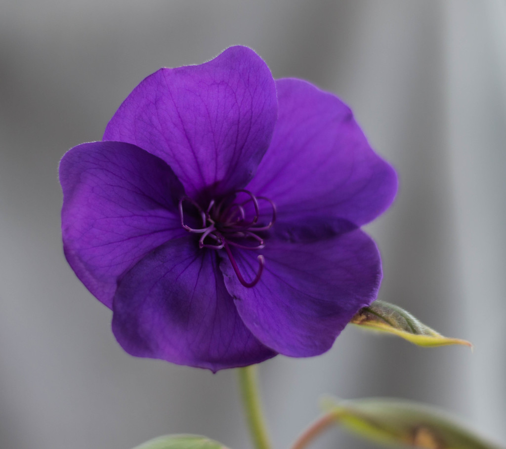 Purple Bloom by susie1205