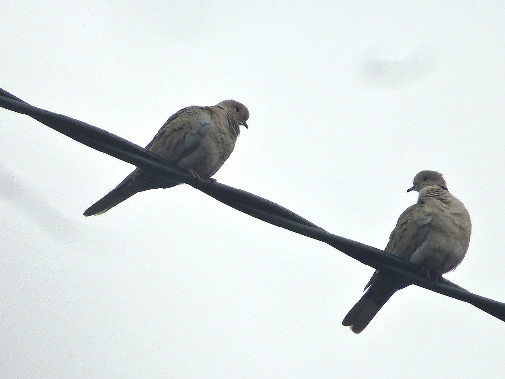 Birds on a wire... by snowy