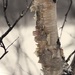 Birch Bark by jetr