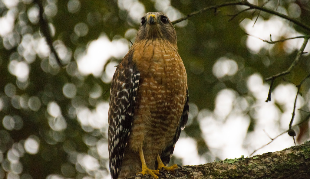 Late Afternoon RedShouldered Hawk! by rickster549