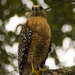 Late Afternoon RedShouldered Hawk! by rickster549